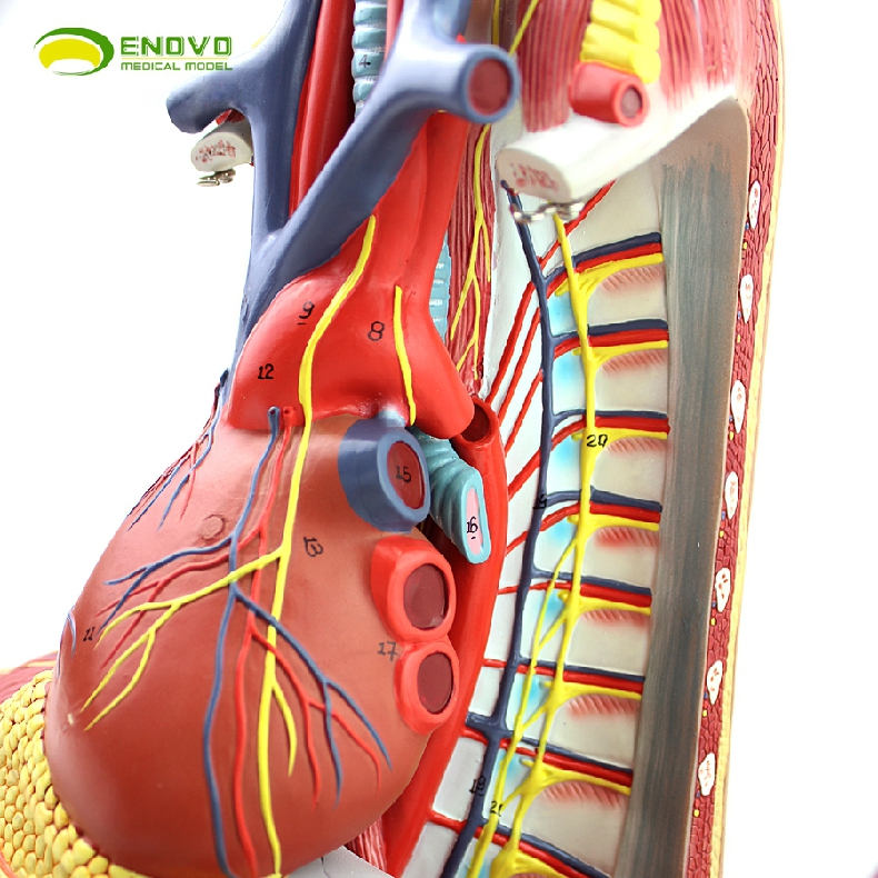 enovo颐诺人体纵膈模型解剖胸膜呼吸系统胸腺心脏模型胸外科模型