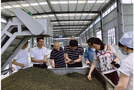 四川農業大學茶學專家赴巴中開展茶樹新品種選育和夏秋茶機采機制技術服務