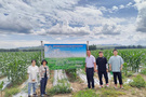 北京農學院：深入種植一線，推廣北蒼術種植關鍵技術