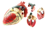 心脏解剖放大模型（带数字标识）
