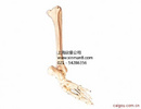 足骨腓骨和胫骨模型