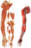 上肢肌肉附血管神经模型，肌肉解剖教学模型