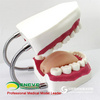 ENOVO颐诺放大版口腔护理模型 刷牙指导模型牙齿模型口腔保健教学