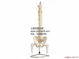 脊柱骨盆与股骨头（半腿骨）模型