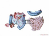 结肠空回肠解剖模型