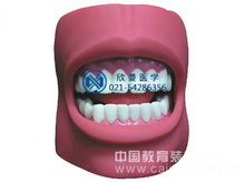 牙護理保健模型（帶臉頰）