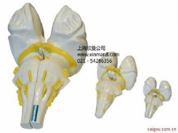 脑干矢状切面模型