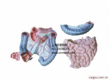 结肠空回肠解剖模型
