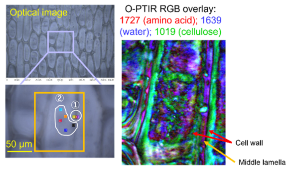 突破传统！高分辨化学成像显微镜，点亮植物真菌单细胞纤维素成像研究新曙光