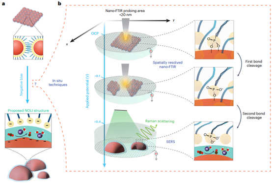 Nature Catal.丨10 nm 红外助力纳米尺度原位研究！