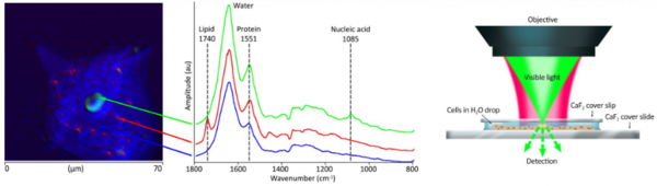 技术线上论坛 | 《全新亚微米红外拉曼同步测量系统在生命科学领域的前沿应用》