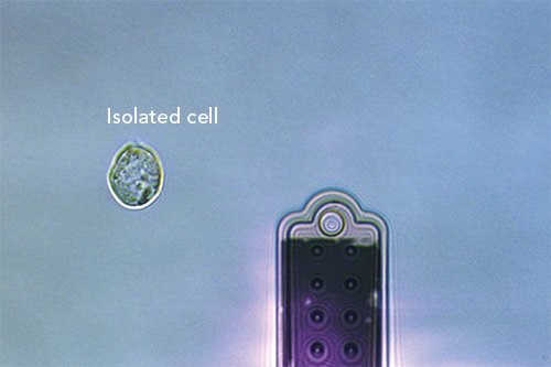 多功能单细胞显微操作技术在病毒研究中的应用 ——在单病毒粒子--单细胞水平上研究病毒的感染