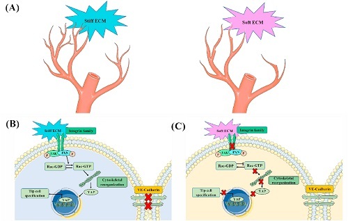 Bioactive Materials：血管生成的重大突破——基质硬度通过 p-PXN-Rac1-YAP 信号轴调节细胞形成