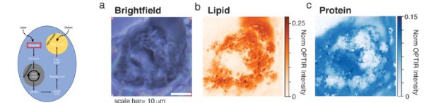 耶鲁大学新进展！探索活细胞脂肪代谢过程：光学红外显微成像技术揭开DNL的奥秘