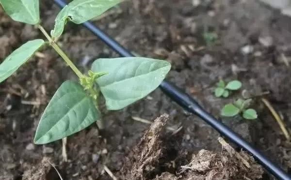 水肥一體設備技術大大降低了灌溉成本