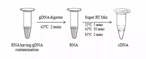RT Master Mix for qPCR—高效反轉錄試劑 | MedChemExpress
