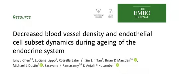 近进展：内分泌系统老化过程中血管密度和内皮细胞亚群的动态变化