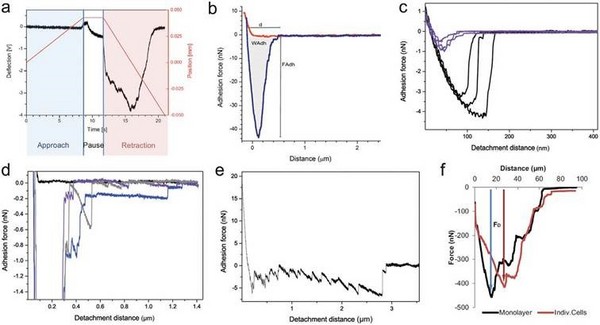 “力”所能及——多功能单细胞显微操作系统FluidFM BOT在单细胞力学实验中的创新应用