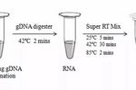 RT Master Mix for qPCR—高效反轉錄試劑 | MedChemExpress