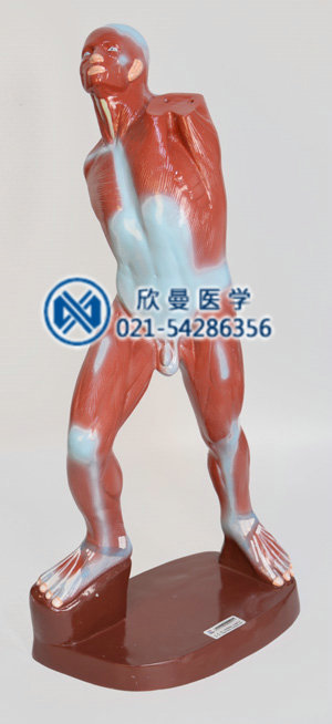 人体浅层运动肌肉解剖模型