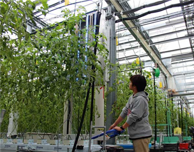日本大学研制人工智能植物工厂培育西红柿