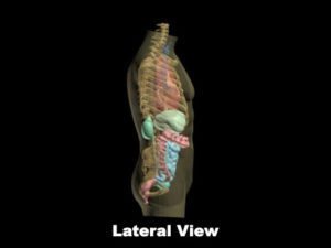 R＆D成人躯干模体，适用于MRI、超声、CT